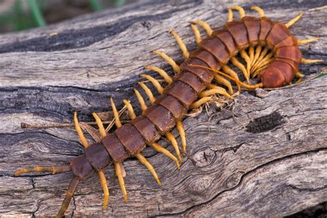   Ant-Mimicking Centipede! An Interesting Creature That Will Make You Reconsider Your Opinion on All Bugs