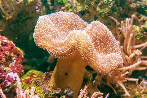  Leather Coral: Onko tämä korallien kuningas tai pelkkä merenpohjan hassu hattu?