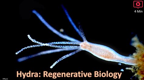  Rainbow Hydra!  This Mesmerizing Freshwater Invertebrate Utilizes Regenerative Abilities to Survive Threats and Capture Prey