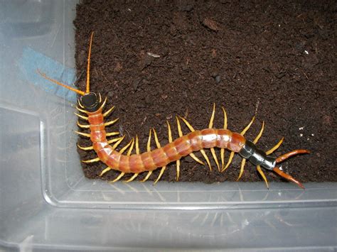  Scolopendra! Vaarallisen näköinen, mutta miellyttävä kumppani?