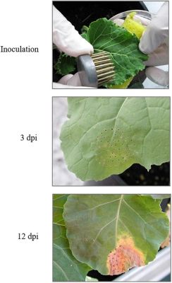  Xanthomonas Campestris: Miten Tämän Pikkuinen Makroobi Muuttaa Meidän Ruokamme Maut?