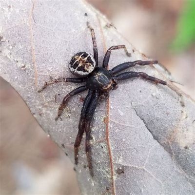  Xysticus! Pääsiäinen Liian Myöhään? Tutustu Xysticus-Hämähäkkiin ja Sen Hämmentäviin Elinalueisiin